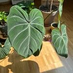 Philodendron gloriosum Hoja