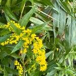 Solidago giganteaLeaf