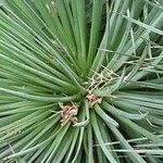 Agave stricta ഇല