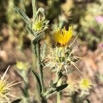 Centaurea melitensis Цвят