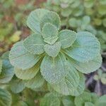 Plectranthus ornatus Leaf