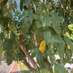 Clitoria fairchildiana Leaf