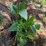 Arnoglossum plantagineum Leaf