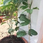 Passiflora holosericea Leaf