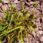 Cyperus squarrosus Hàbitat