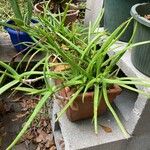 Aloe pendens Leaf