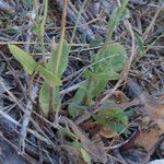 Reichardia intermedia Leaf