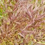 Bromus madritensis List