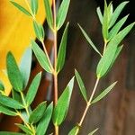 Eucalyptus parvula Leaf