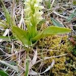 Platanthera hyperborea Floare