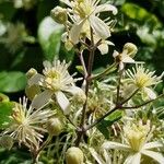 Clematis vitalbaFlor