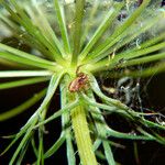 Daucus carota Lehti