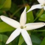 Trachelospermum jasminoidesBlomst