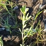 Heliotropium curassavicum Blüte