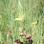 Philydrum lanuginosum Flower