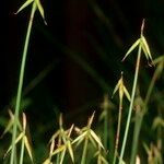 Carex pauciflora 其他