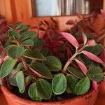 Peperomia verticillata Feuille