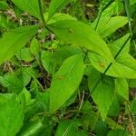 Lysimachia quadrifolia Leaf