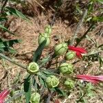 Alstroemeria pulchella फल