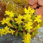 Sedum acreKvet