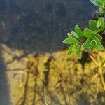 Salix caesia Leaf