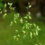 Poa chaixii Flower