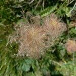 Geum montanum Frucht