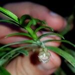 Dichaea panamensis Flor