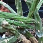 Rhipsalis grandiflora Leaf