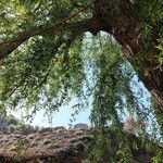 Salix babylonica Hoja