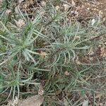 Plantago sempervirens Leaf