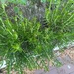Salvia rosmarinus Blatt