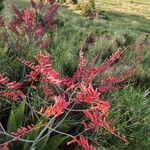 Aloe secundiflora Flower