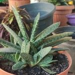 Aloe variegataFolha