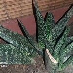 Gasteria carinataLeaf