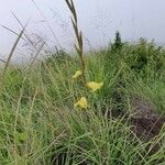 Gladiolus dalenii Habitus