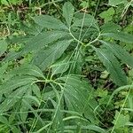 Arisaema dracontium Leaf