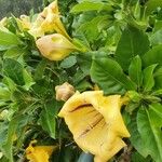 Solandra maxima പുഷ്പം