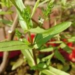 Veronica catenata Blüte