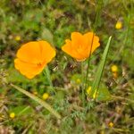 Eschscholzia caespitosa Flor