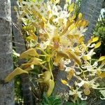 Dendrobium conanthum Квітка