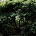 Rhododendron vernicosum Habit