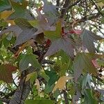 Liquidambar styraciflua Blatt