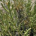 Anabasis articulata Leaf