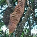 Mucuna urens Fruto