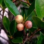 Ficus microcarpa Фрукт