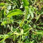 Commelina forskaolii Lapas