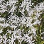 Drypis spinosa Fula