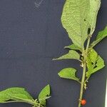 Witheringia solanacea その他の提案