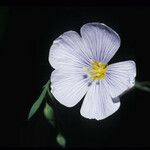 Linum lewisii Flower